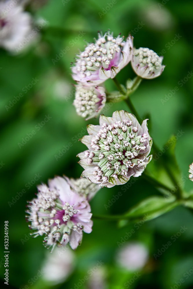 Große Sterndolde (Astrantia major) Wildblume im botanischen Garten Inverewe Garden, bei Poolewe, Achnasheen, Highland, Schottland Große Sterndolde (Astrantia major) Wildblume im botanischen Garten Inverewe Garden, bei Poolewe, Achnasheen, Highland, Schottland