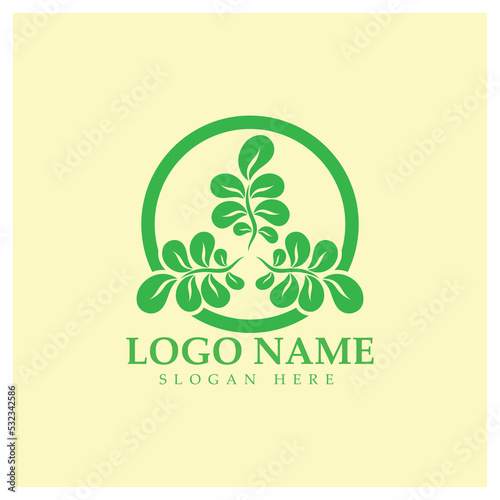 green moringa leaf logo, for herbal ingredients, moringa farming, health, medicine industry, beauty, therapy, concept design vector illustration icon template with a modern concept