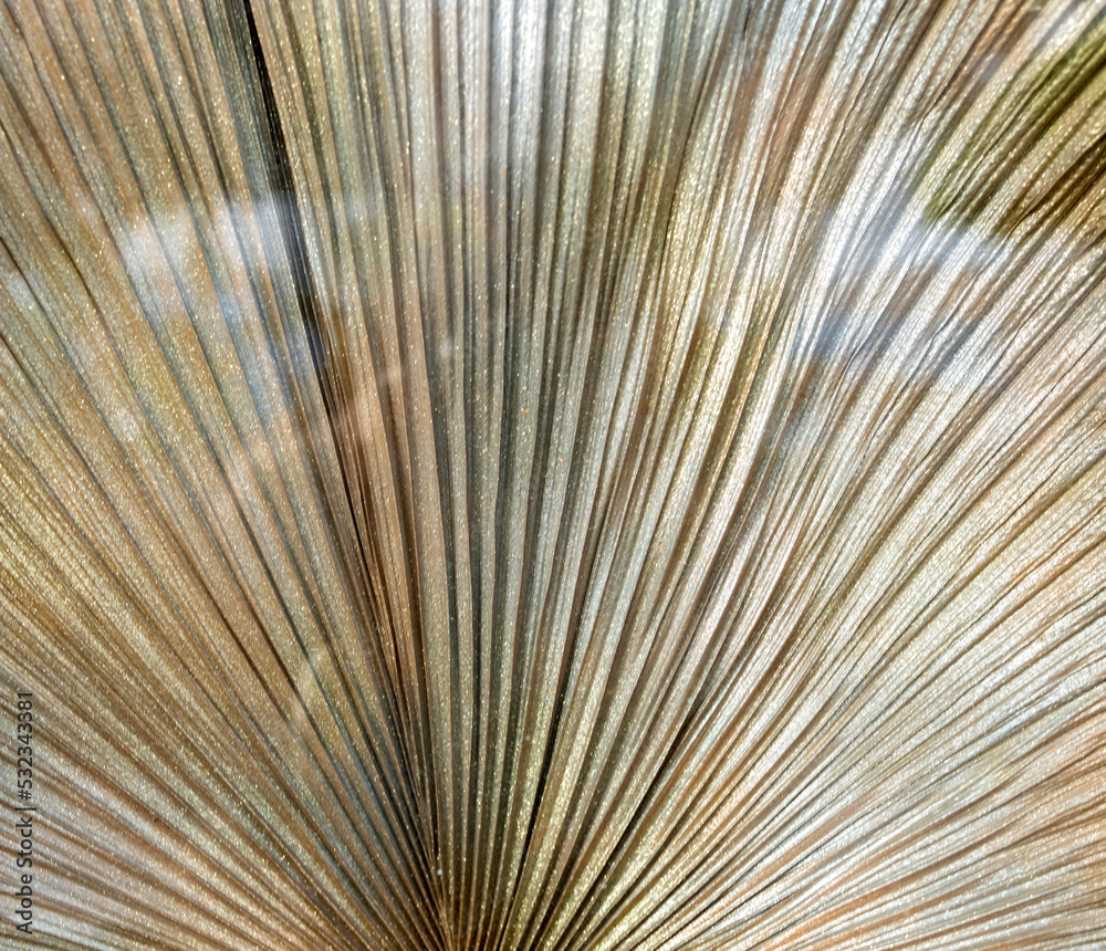 Obraz premium Abstract Closeup of a Dry Palm Frond with Reflections.