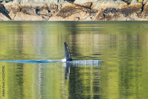 Killer Whale in green sea water in Misty Fjords National Monument © David Katz
