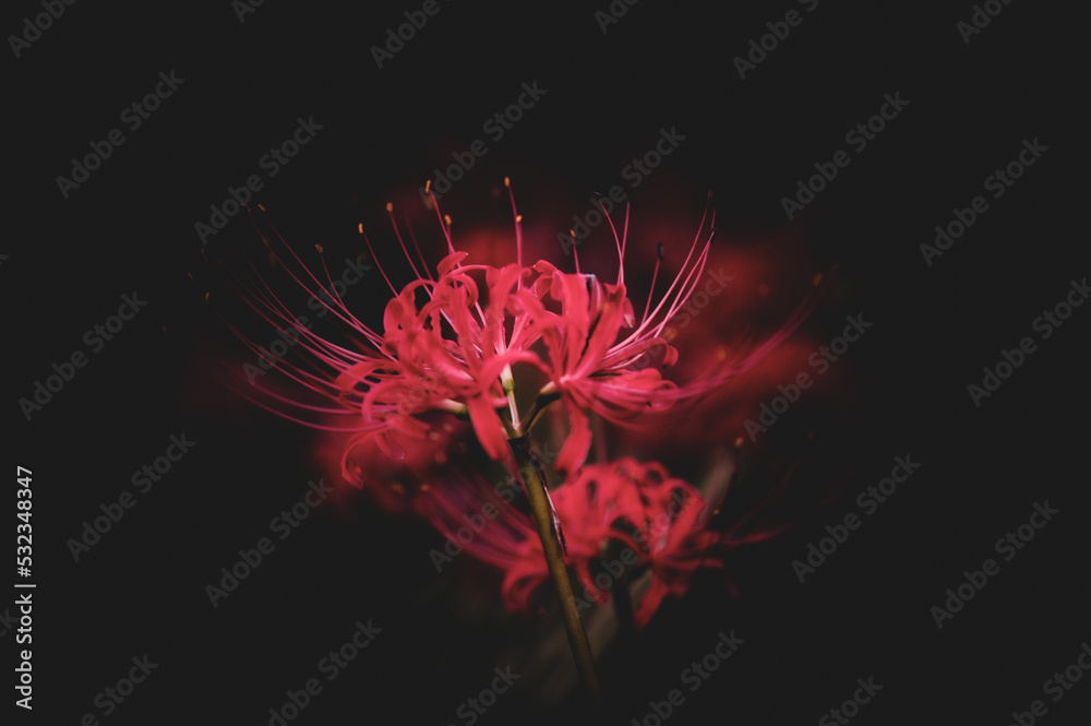 Fototapeta premium red flower on black background