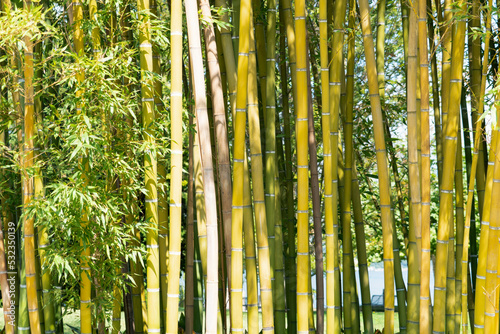 Bamboo forest at Bellagio Como in Italy on a sunny summer day with a clear sky
