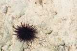 sea urchin in crystal clear water close to the beach