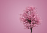 3D Sakura branches in pink