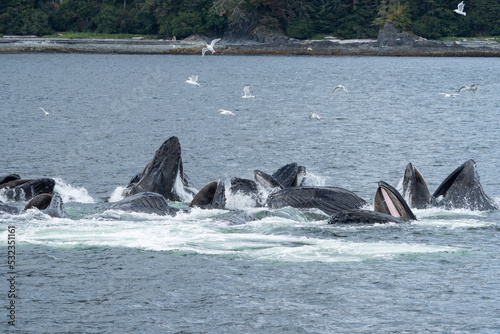 Bubblenet feeding humpback whales in South East Alaska © David Katz