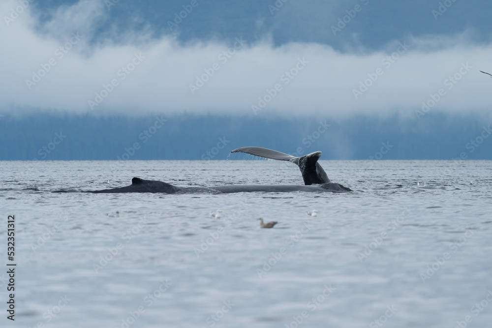Fototapeta premium Humpback Whale tail in South East alaska