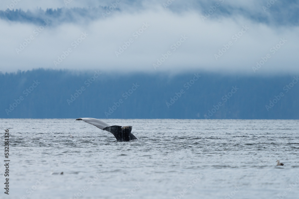 Fototapeta premium Humpback Whale tail in South East alaska