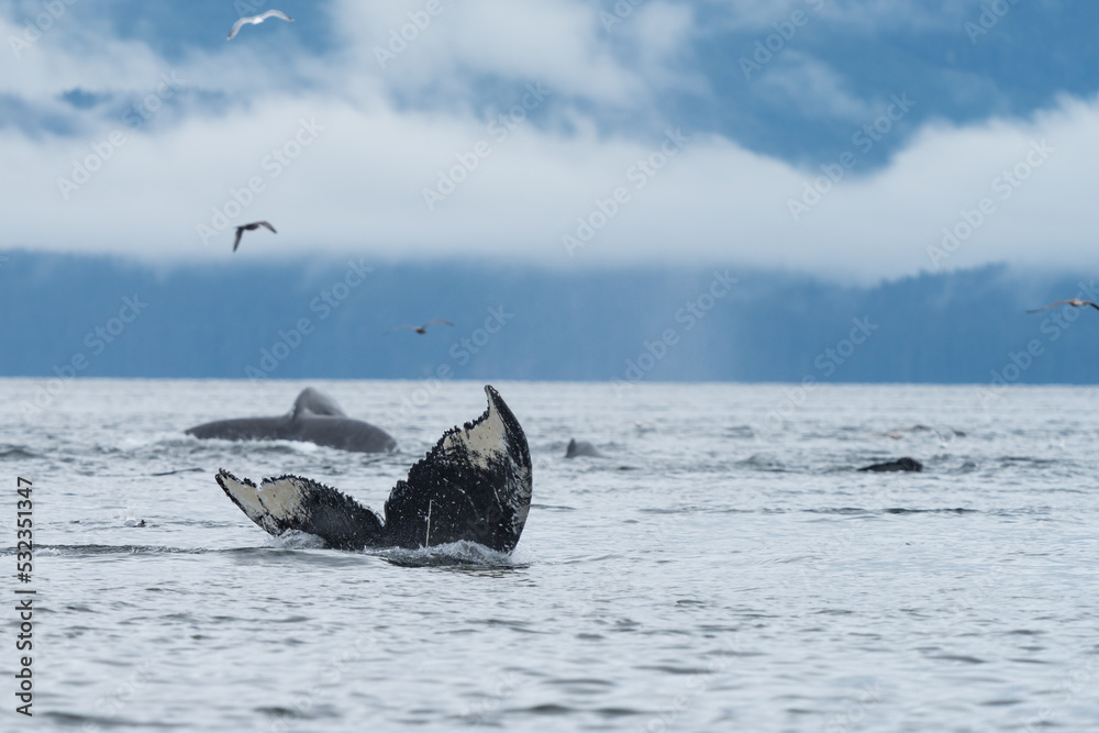 Fototapeta premium Humpback Whale tail in South East alaska