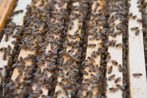 Close up view of the opened hive body showing the frames populated by honey bees