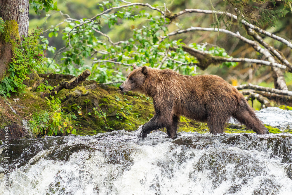 Obraz premium Coastal Brown bears in a stream near Freshwater Bay in South East Alaska
