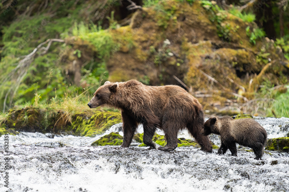 Fototapeta premium Coastal Brown bears in a stream near Freshwater Bay in South East Alaska