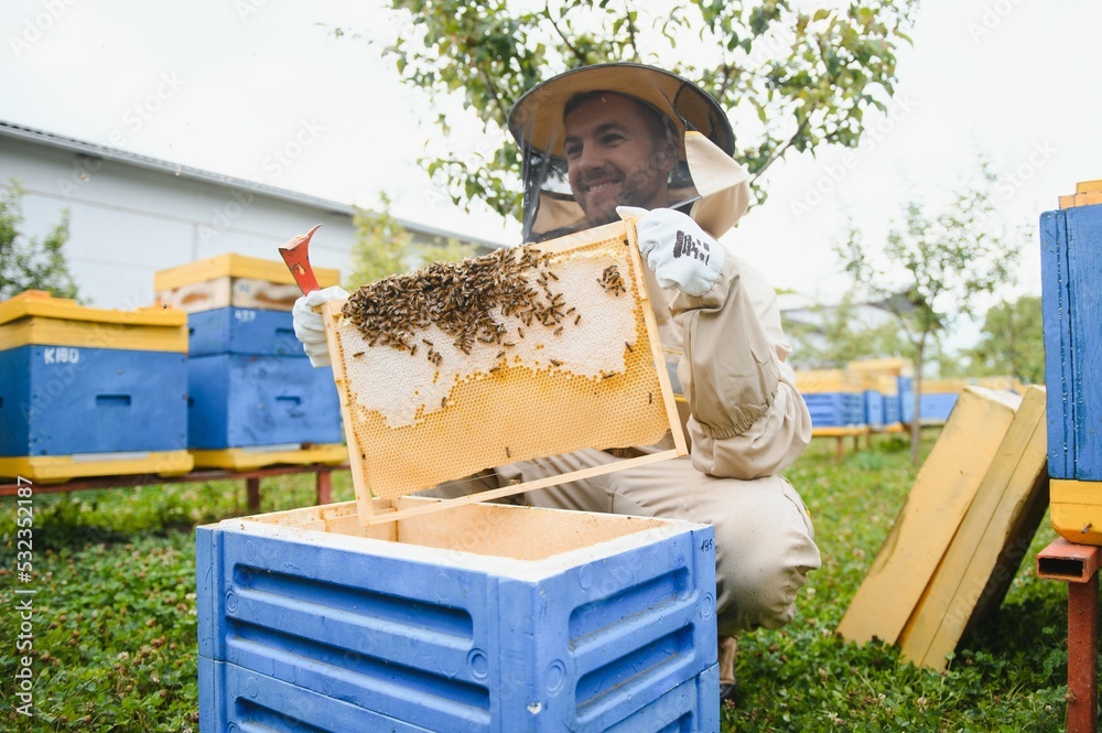 Beekeeping, beekeeper at work, bees in flight.