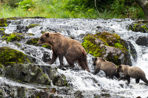 Coastal Brown bears in a stream near Freshwater Bay in South East Alaska
