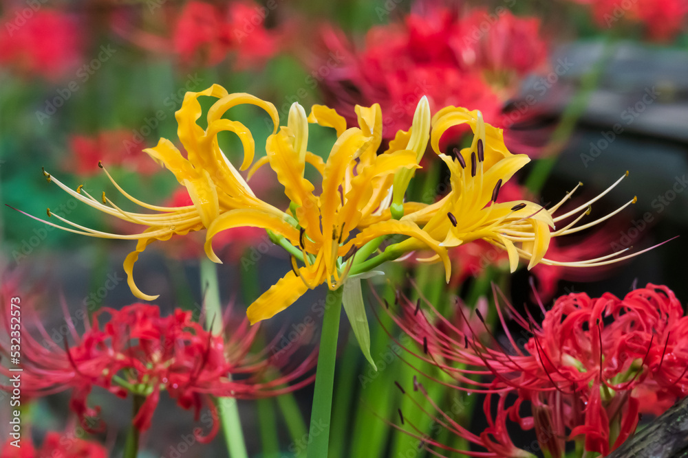 鮮やかな赤、黄色の花びらを広げる彼岸花 鮮やかな赤、黄色の花びらを広げる彼岸花
