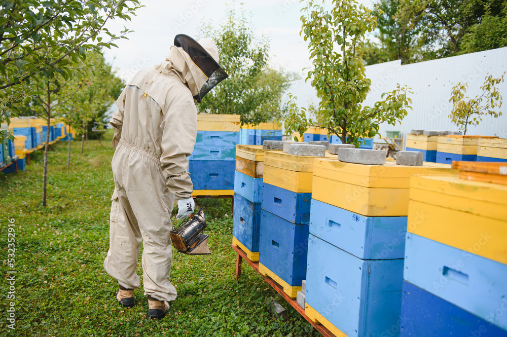 Beekeeper is working with bees and beehives on the apiary. Beekeeping concept Beekeeper is working with bees and beehives on the apiary. Beekeeping concept