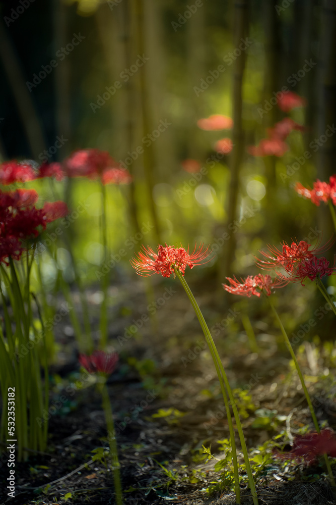 equinox flowers  bloom warmly in autumn