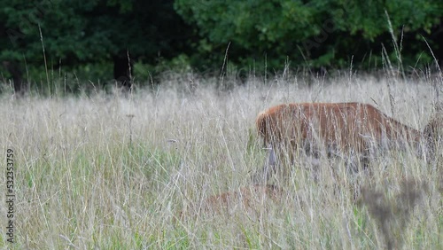 Healthy Red Deer walk in tall dry grass meadow near dense forest photo