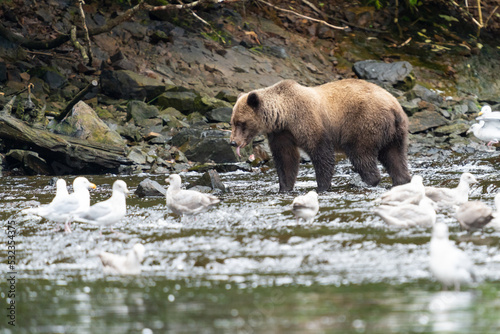 Coastal Brown bears in a stream near Freshwater Bay in South East Alaska © David Katz