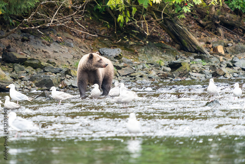 Coastal Brown bears in a stream near Freshwater Bay in South East Alaska