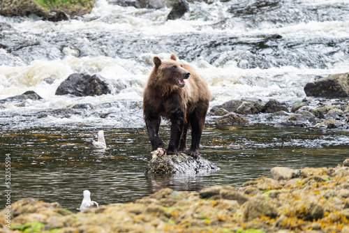 Coastal Brown bears in a stream near Freshwater Bay in South East Alaska