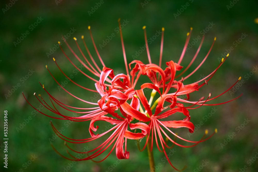 Red Alien Flower or spider lily Red Alien Flower or spider lily