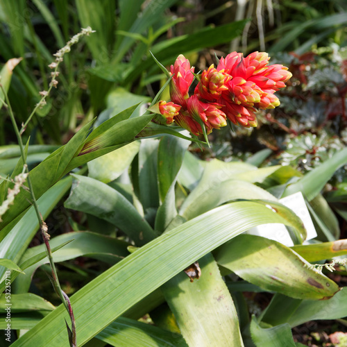 Guzmania rubrolutea, magnifique plante tropicale à floraison jaune-rougeâtre en épis sur tiges dressées au centre d'un feuillage rubané, arqué, vert
