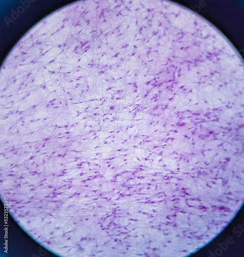 photo of loosen connective tissue underr the microscope photo