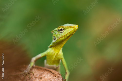 Maned Forest Lizard (Bronchocela jubata)