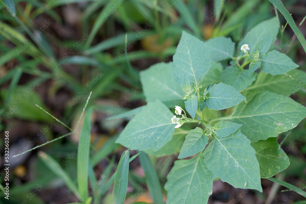 Small growing nightshade in wild grass