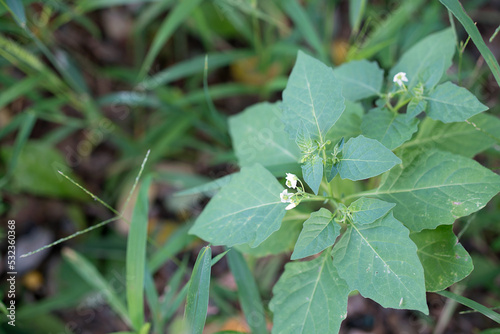 Fotografia Small growing nightshade in wild grass