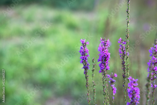 celandine blooms purple flowers