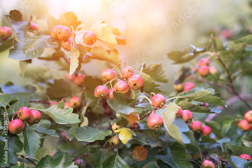 Fotografia Hawthorn fruit hanging on branches
