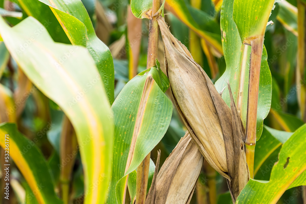 Ripe corn in the field of farmland, waiting for harvest. Concept : Economic agricultural crop in Thailand. Corn is used in the animal feed and food industry. Agriculture season. Ripe corn in the field of farmland, waiting for harvest. Concept : Economic agricultural crop in Thailand. Corn is used in the animal feed and food industry. Agriculture season.