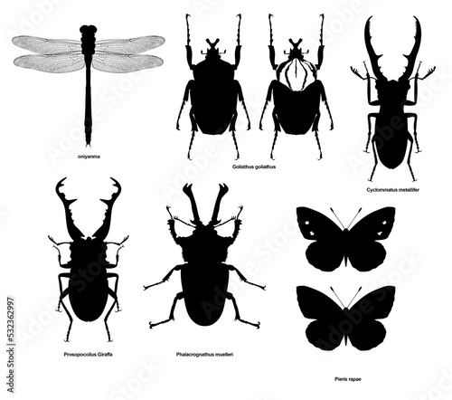 insect silhouette 4  Prosopocoilus Giraffa ギラファノコギリクワガタ Goliathus goliathus ゴライアスオオツノハナムグリ オニヤンマ oniyanma ニジイロクワガタ Phalacrognathus muelleri Pieris rapae モンシロチョウ Cyclommatus metallifer メタリフェルホソアカクワガタ