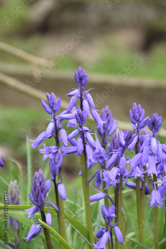 Blooming Common Bluebells Flowering on a Spring Day