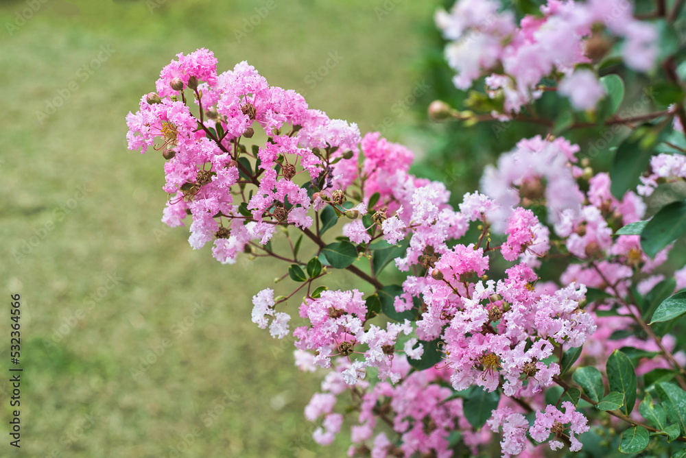 Lagerstroemia commonly known as crape myrtle growing in Vietnam