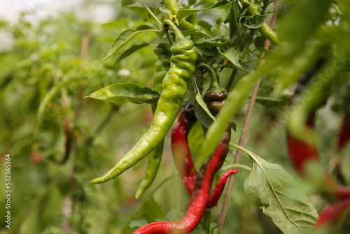 Fine organic chili pepper plants, Gotland Sweden.