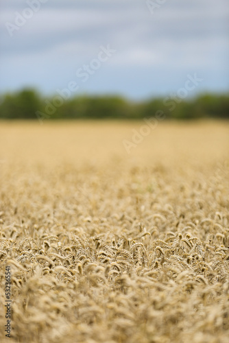 Golden wheat field background with selective focus, Gotland Sweden.