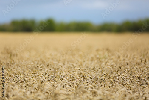 Golden wheat field background with selective focus, Gotland Sweden.