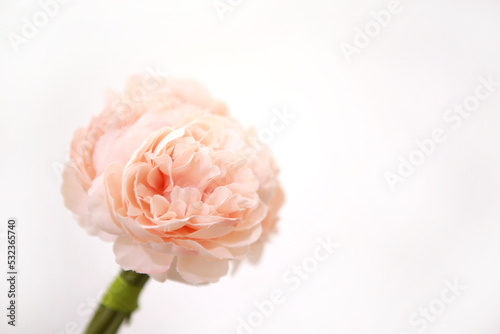 a pretty pink rose