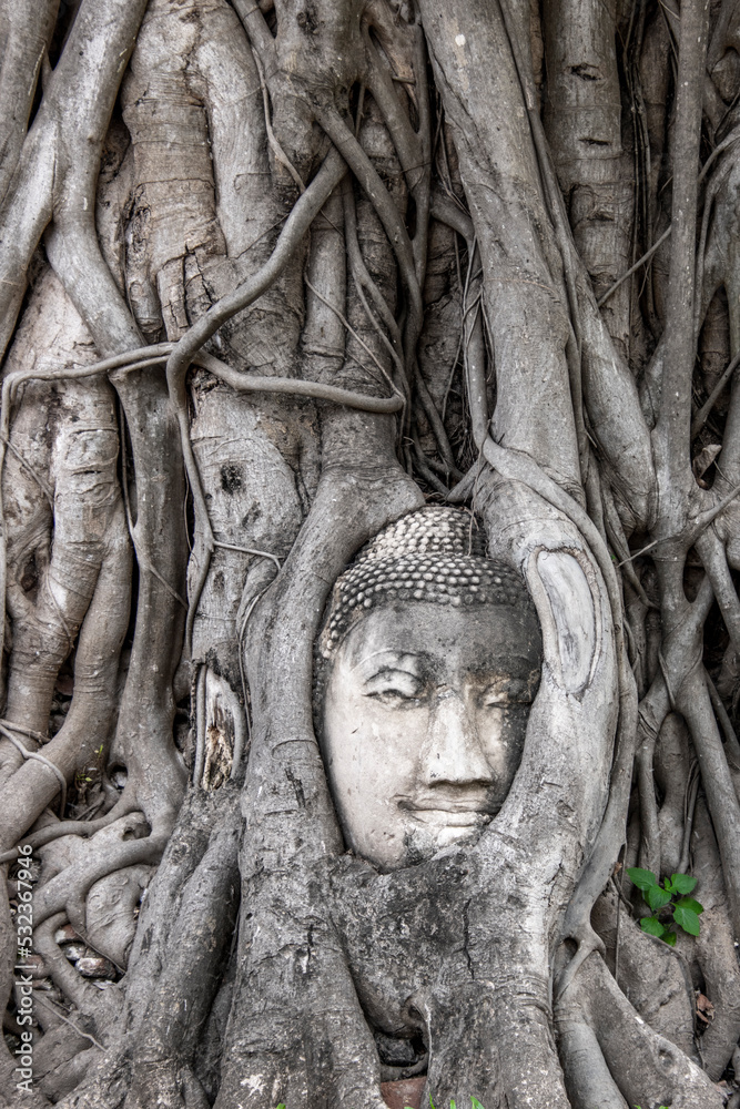 Buddha head in a tree, Changwat Ayutthaya