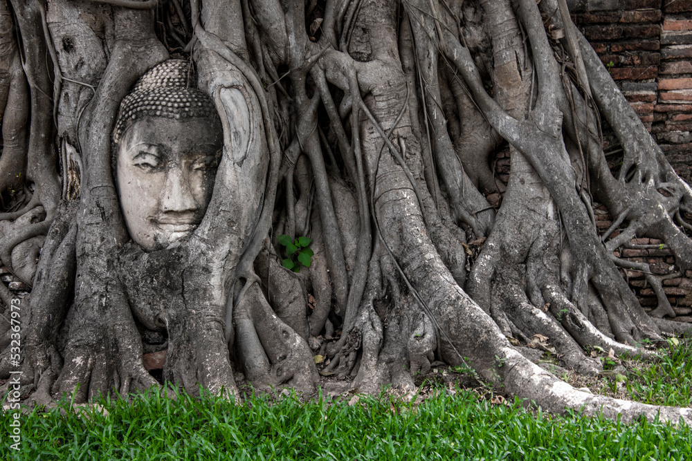 Buddha head in a tree, Changwat Ayutthaya Buddha head in a tree, Changwat Ayutthaya