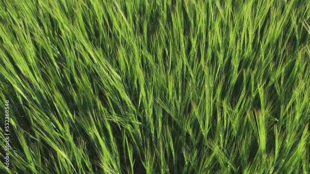 Field of barley background wallpaper. Field of green barley texture. Agriculture industry. Field of barley background wallpaper. Field of green barley texture. Agriculture industry.