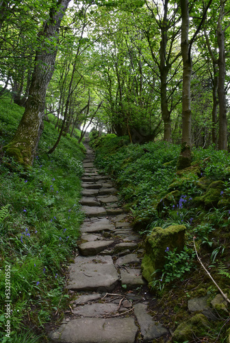Hidden Woodland Nun Steps in a Forest