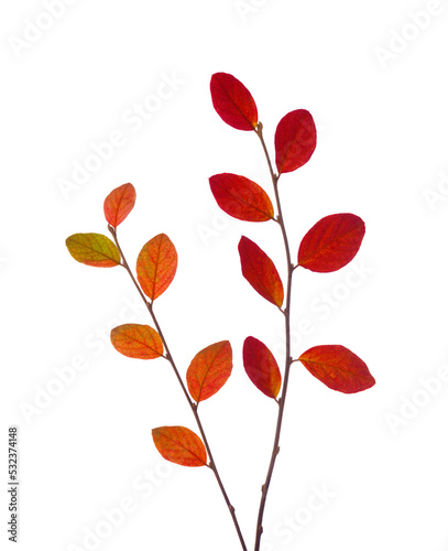 Two branches with colorful autumn leaves  Cotoneaster  isolated on white background.
