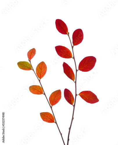 Obraz na płótnie Two branches with colorful autumn leaves (Cotoneaster) isolated on white background. w salonie