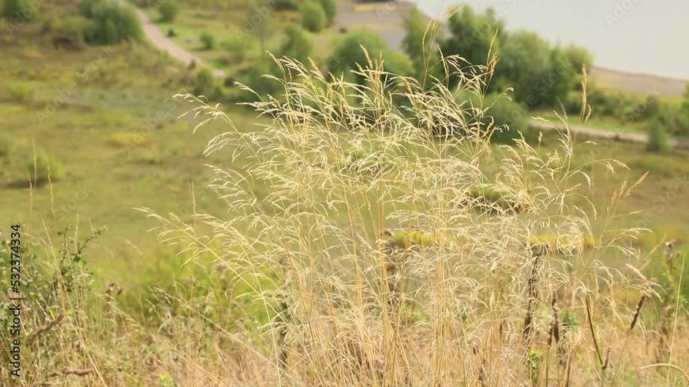 wild grass blowing in the wind slow motion footage wild grass blowing in the wind slow motion footage