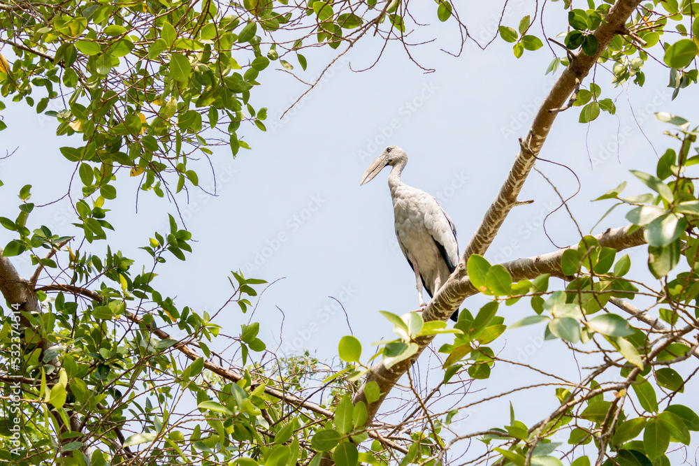 Asian Openbill Stork bird sitting in a tree with a blue sky in the background Asian Openbill Stork bird sitting in a tree with a blue sky in the background