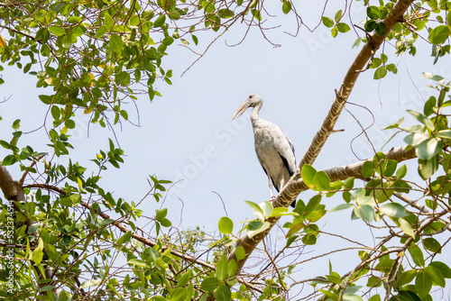 Asian Openbill Stork bird sitting in a tree with a blue sky in the background
