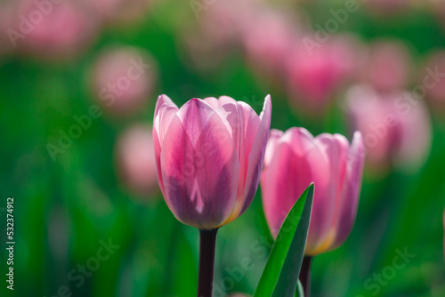 Amazing pink tulip flowers blooming in a tulip field, against the background ...